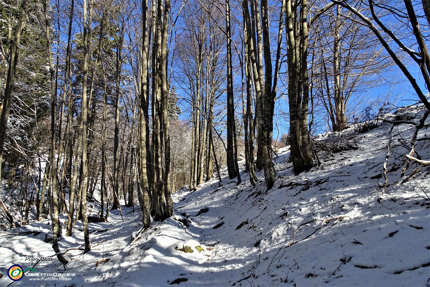 33 e qui termina il bosco di faggeta....JPG